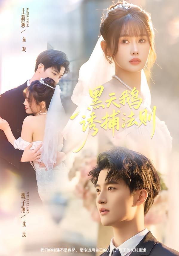 黑天鹅诱捕法册手机电影